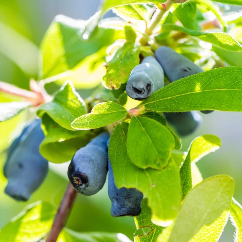 Honeyberry Haskap Live Plant, 4-6 Inch Sweet Berry Bush for Outdoor Garden - Image 2