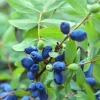 Honeyberry Haskap Live Plant, 4-6 Inch Sweet Berry Bush for Outdoor Garden - Image 1