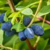 Honeyberry Live Plant - Sweet Haskap Berry Bush, 4-6 Inch Tall Bare Root, Outdoor - Image 1