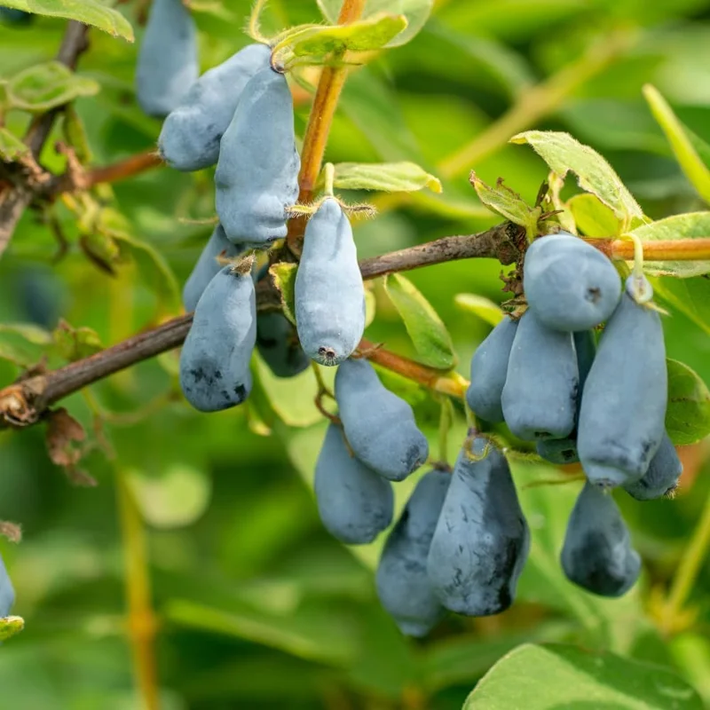 Honeyberry Live Plant - Sweet Haskap Berry Bush, 4-6 Inch Tall Bare Root, Outdoor - Image 2