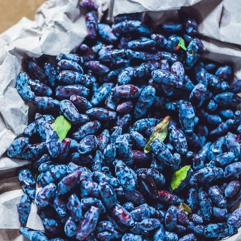 Honeyberry Live Plant - Sweet Haskap Berry Bush, 4-6 Inch Tall Bare Root, Outdoor - Image 3