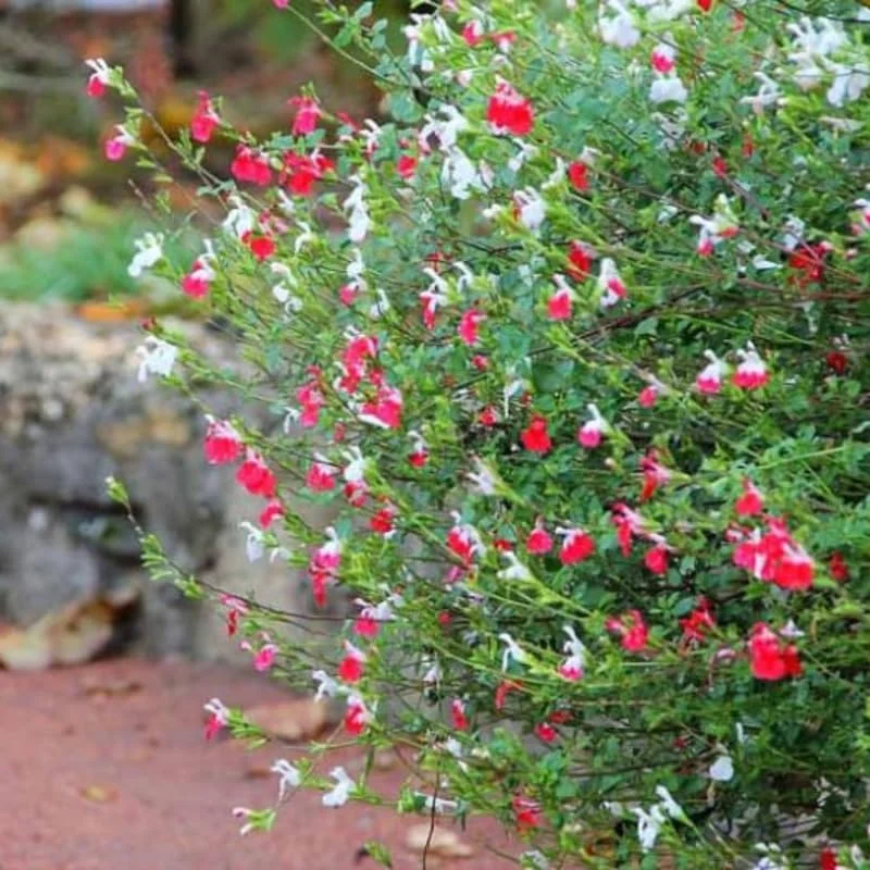 Hot Lips Salvia Live Plant Set - 4 Plants in 4-inch Pots - Red & White Flowers - Image 2