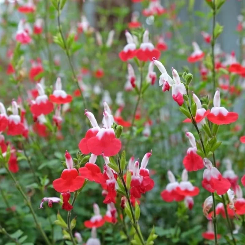 Hot Lips Salvia Live Plant Set - 4 Plants in 4-inch Pots - Red & White Flowers - Image 1