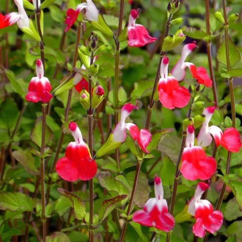 Hot Lips Salvia Live Plants, Set of 2, 4-Inch Pot, Red & White Flowers, Outdoor - Image 3