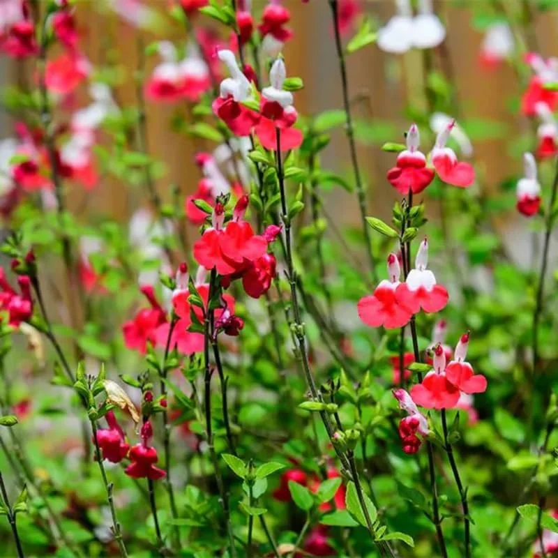 Hot Lips Salvia Live Plants, Set of 2, 4-Inch Pot, Red & White Flowers, Outdoor - Image 4