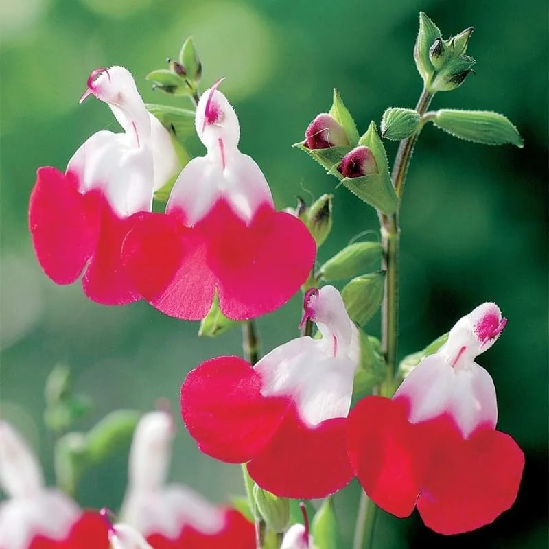 Hot Lips Salvia Live Plants, Set of 2, 4-Inch Pot, Red & White Flowers, Outdoor - Image 5