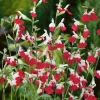 Hot Lips Salvia Live Plants, Set of 2, 4-Inch Pot, Red & White Flowers, Outdoor - Image 1