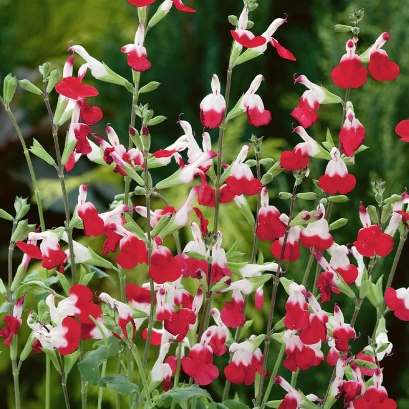 Hot Lips Salvia Live Plants, Set of 2, 4-Inch Pot, Red & White Flowers, Outdoor - Image 1