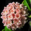 Hoya Hindu Rope Live Plant, 4-inch Pot, Indoor Houseplant, Hoya carnosa 'Compacta' - Image 1