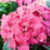 Hydrangea Live Plant 2.5 Inch Pot - Rebloomer Pink Purple Perennial Shrub Outdoor - Image 1