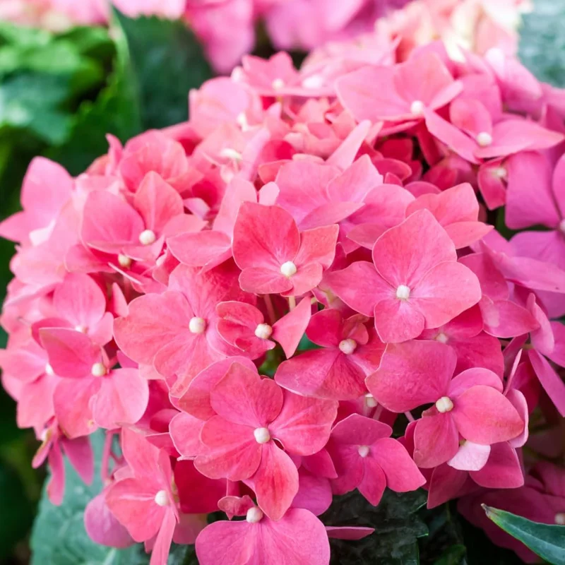Hydrangea Live Plant 2.5 Inch Pot - Rebloomer Pink Purple Perennial Shrub Outdoor - Image 1