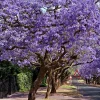 Jacaranda Live Plant - Purple Flowering Tree, 8-10 Inch Tall, Outdoor - Image 1