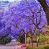Jacaranda Mimosifolia Live Plant 6-10" – Blue Flowering Tree Outdoor Zones 10-11 - Image 1