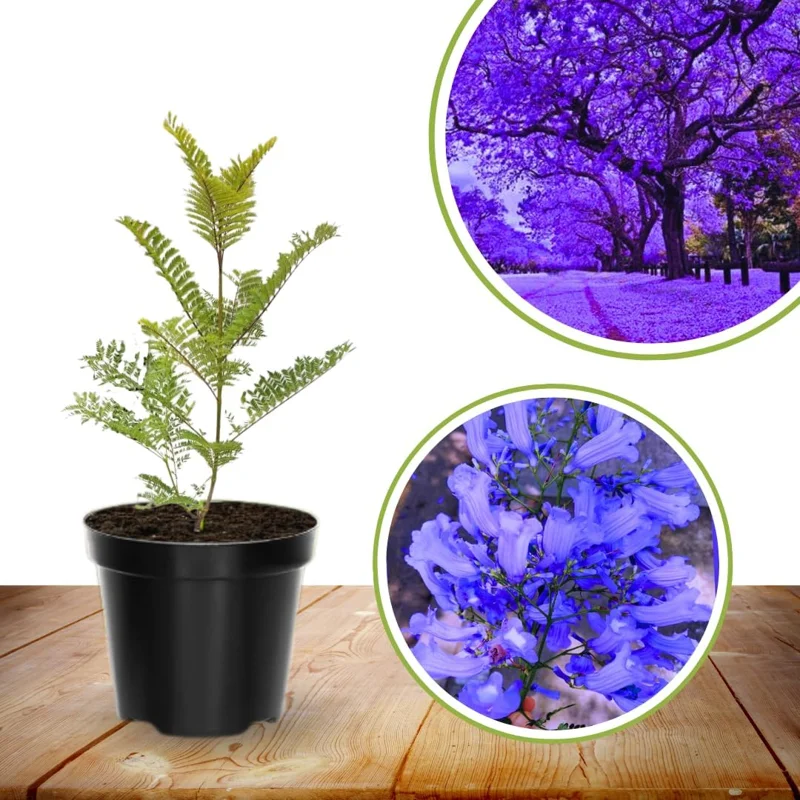 Jacaranda Mimosifolia Live Plant 6-10" – Blue Flowering Tree Outdoor Zones 10-11 - Image 2