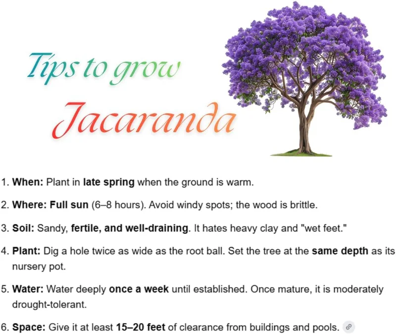 Jacaranda Mimosifolia Live Plant 6-10" – Blue Flowering Tree Outdoor Zones 10-11 - Image 4