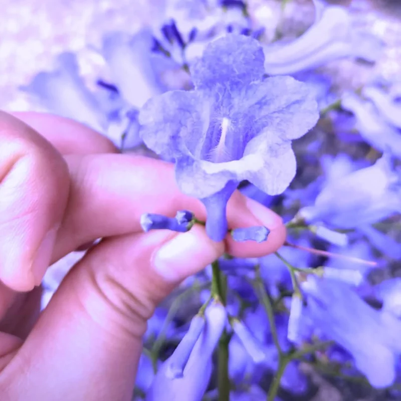 Jacaranda Mimosifolia Live Plant 6-10" – Blue Flowering Tree Outdoor Zones 10-11 - Image 5