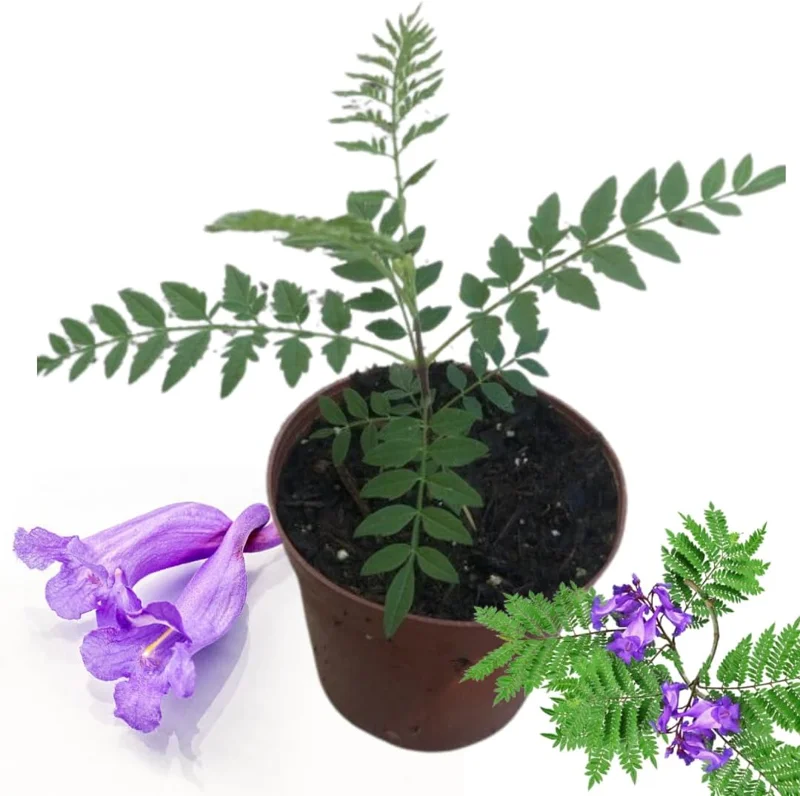 Jacaranda Mimosifolia Live Plant 6-10" – Blue Flowering Tree Outdoor Zones 10-11 - Image 6