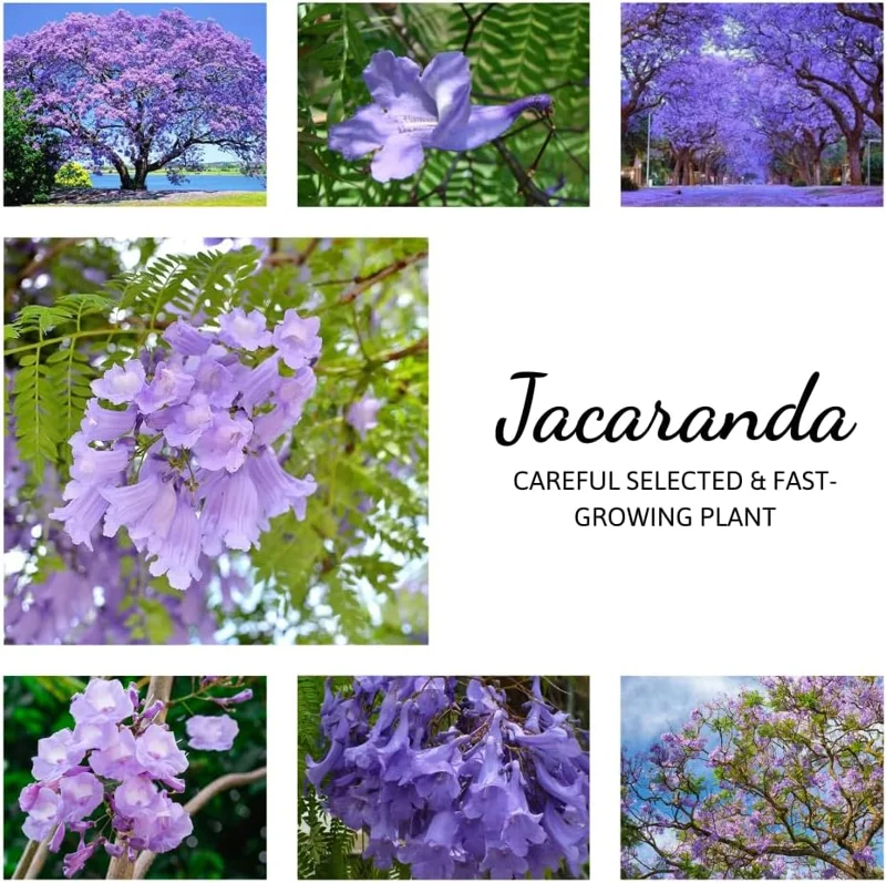 Jacaranda Mimosifolia Live Plant 6-10" – Blue Flowering Tree Outdoor Zones 10-11 - Image 7