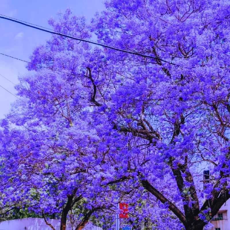 Jacaranda Mimosifolia Live Plant 6-10" – Blue Flowering Tree Outdoor Zones 10-11 - Image 8