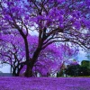Jacaranda Mimosifolia Live Plant - Purple Flowering Tree 6-10 inches Tall - Image 1