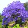 Jacaranda Mimosifolia Live Tree - Purple Blue Flowers - 7 to 11 Inch Tall Seedling - Outdoor Plant - Image 1