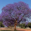 Jacaranda Tree Live Plant - 6-10" Tall, 4" Pot, Purple Flowering Outdoor - Image 1
