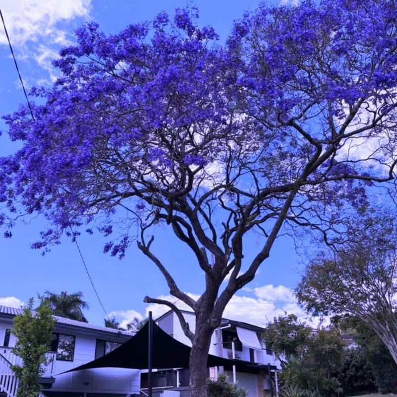 Jacaranda Tree Live Plant, Purple Blue Bloom, 6-12 Inch Tall, 4" Pot, Outdoor - Image 2