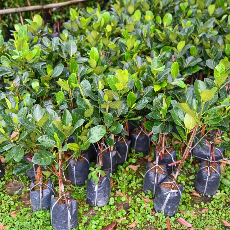 Jackfruit Tree Live Plant - 8-14" Tall, Sweet Yellow Jackfruit, Tropical Fruit Tree for Outdoor Planting - Image 3