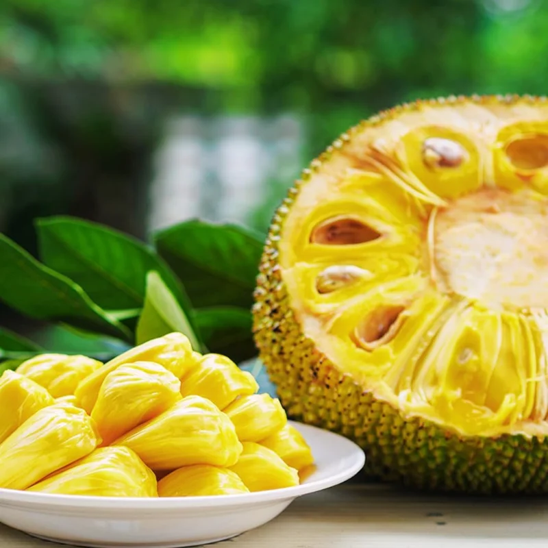 Jackfruit Tree Live Plant - 8-14" Tall, Sweet Yellow Jackfruit, Tropical Fruit Tree for Outdoor Planting - Image 4
