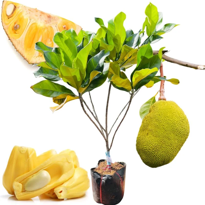 Jackfruit Tree Live Plant - 8-14" Tall, Sweet Yellow Jackfruit, Tropical Fruit Tree for Outdoor Planting - Image 5