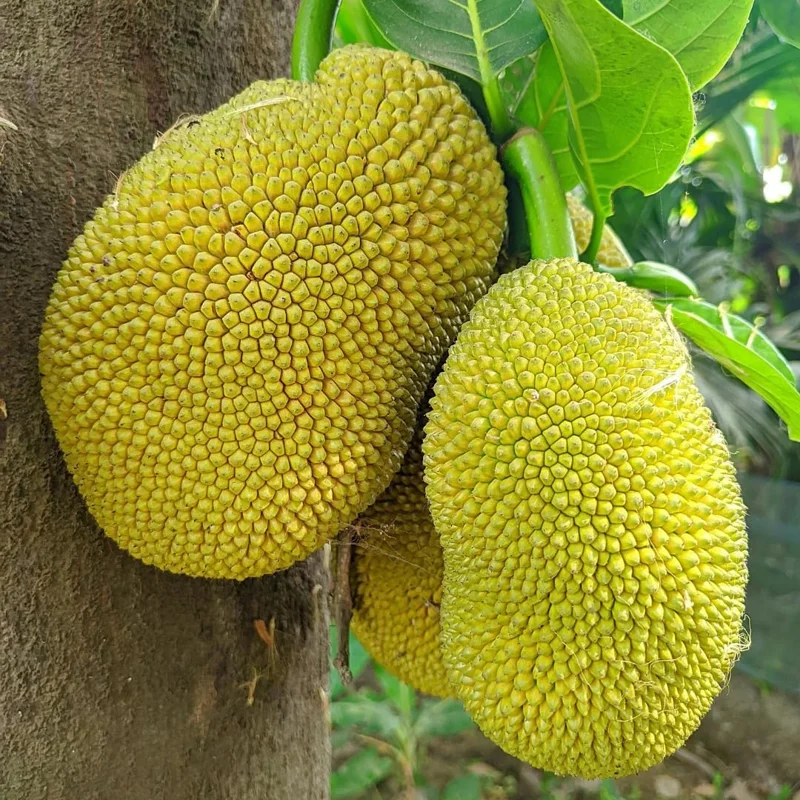 Jackfruit Tree Live Plant - 8-14" Tall, Sweet Yellow Jackfruit, Tropical Fruit Tree for Outdoor Planting - Image 6