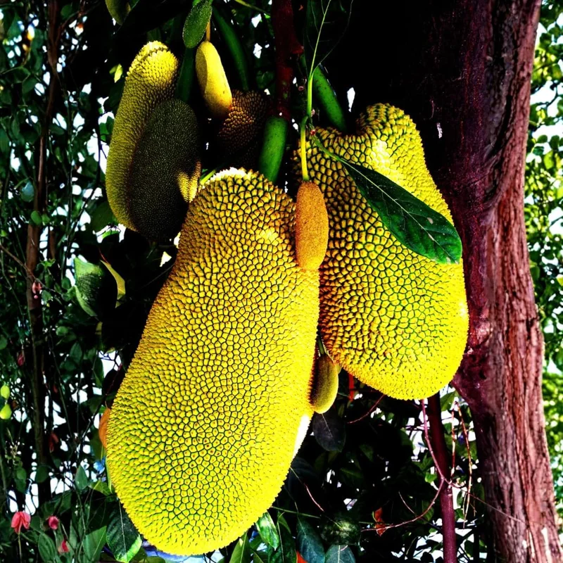 Jackfruit Tree Live Plant - 8-14" Tall, Sweet Yellow Jackfruit, Tropical Fruit Tree for Outdoor Planting - Image 1
