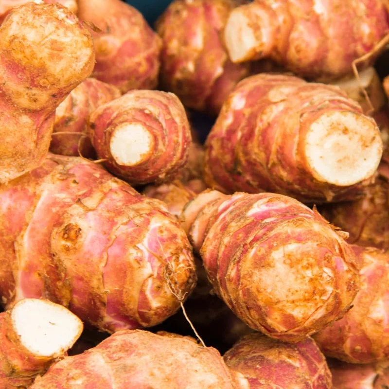 Jerusalem Artichoke Tubers for Planting, 8 oz Sunchoke Rhizomes, Cold Hardy - Image 2