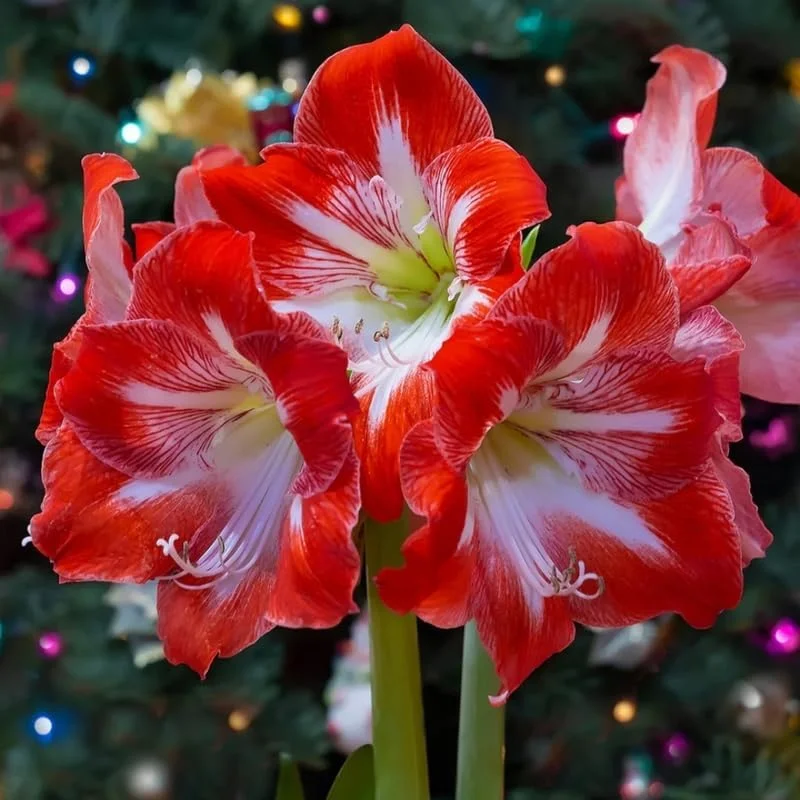 Jumbo White Red Waxed Amaryllis Bulb - Easy Care Holiday Decor, 18-24" Tall - Image 2