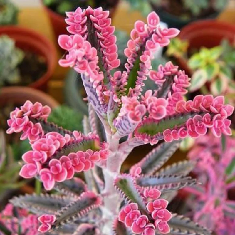 Kalanchoe Pink Butterfly Live Plant - 2 Inch Pot, Variegated Mother of Thousands Succulent Houseplant - Image 2