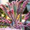 Kalanchoe Pink Butterfly Live Plant - 2 Inch Pot, Variegated Mother of Thousands Succulent Houseplant - Image 1