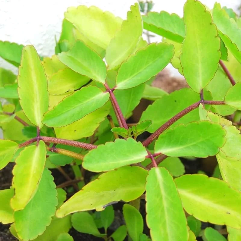 Kalanchoe Pinnata Live Plant 4-6 Inch Height - Indoor & Outdoor Miracle Leaf - Image 1