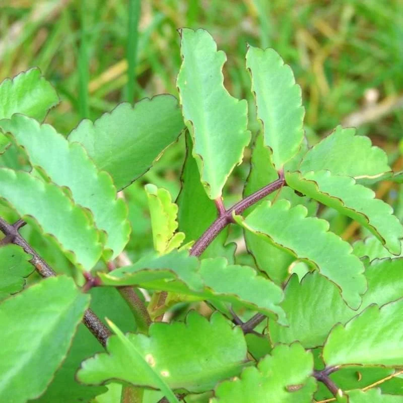Kalanchoe Pinnata Live Plant – 4-6 Inch Tall Rooted Plant in Pot – Indoor/Outdoor - Image 1
