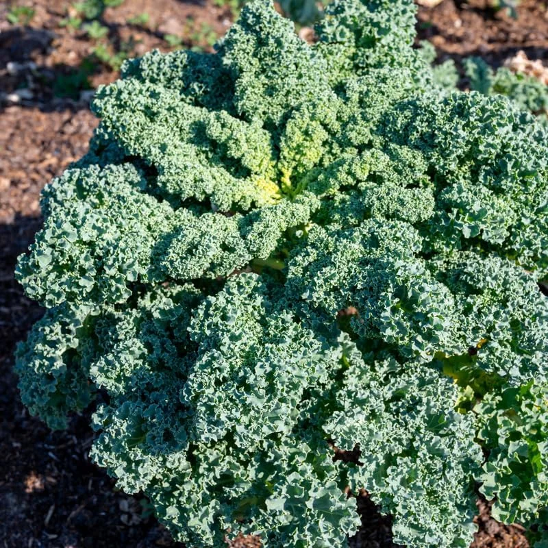 Kale Live Plant - 4 Inch Pot - Edible Vegetable for Home Garden - Image 2