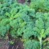 Kale Live Plant - 4 Inch Pot - Edible Vegetable for Home Garden - Image 1