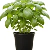 Large Leaf Basil Live Plant - 4" Potted, Fragrant Herb for Indoor & Outdoor - Image 1