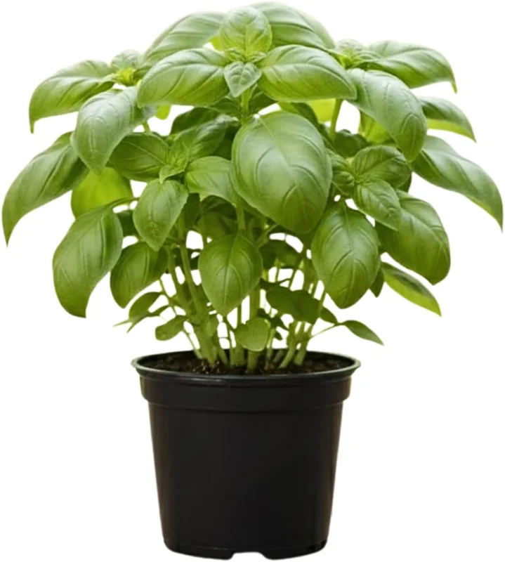 Large Leaf Basil Live Plant - 4" Potted, Fragrant Herb for Indoor & Outdoor - Image 1