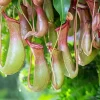 Large Nepenthes Pitcher Plant Live - 7 Months Old Carnivorous Tropical Plant - Image 1