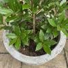 Laurus Nobilis Bay Leaf Live Plant – Sweet Bay Laurel Herb Tree 8-11 Inches Tall, Indoor/Outdoor - Image 1