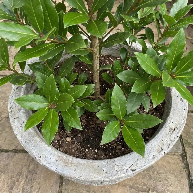 Laurus Nobilis Bay Leaf Live Plant – Sweet Bay Laurel Herb Tree 8-11 Inches Tall, Indoor/Outdoor - Image 1