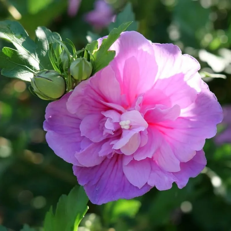 Lavender Rose of Sharon Live Plant – Hardy Hibiscus Syriacus – 4 Inch Container – Outdoor Shrub - Image 1