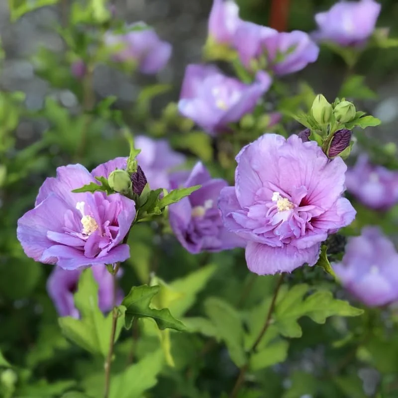Lavender Rose of Sharon Live Plant – Hardy Hibiscus Syriacus – 4 Inch Container – Outdoor Shrub - Image 2