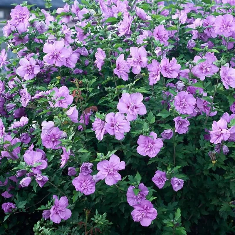 Lavender Rose of Sharon Live Plant – Hardy Hibiscus Syriacus – 4 Inch Container – Outdoor Shrub - Image 3