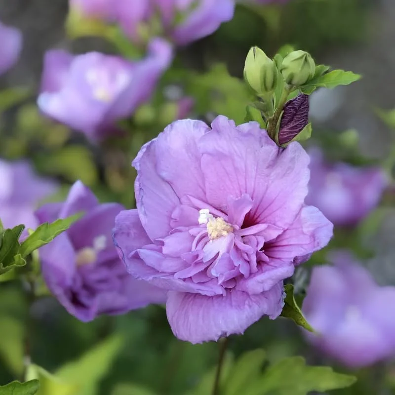 Lavender Rose of Sharon Live Plant – Hardy Hibiscus Syriacus – 4 Inch Container – Outdoor Shrub - Image 4