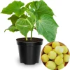 Lemon Cucumber Live Plant, Set of 2, 3-5 Inches, 4 Inch Pot, Outdoor Vegetable - Image 1